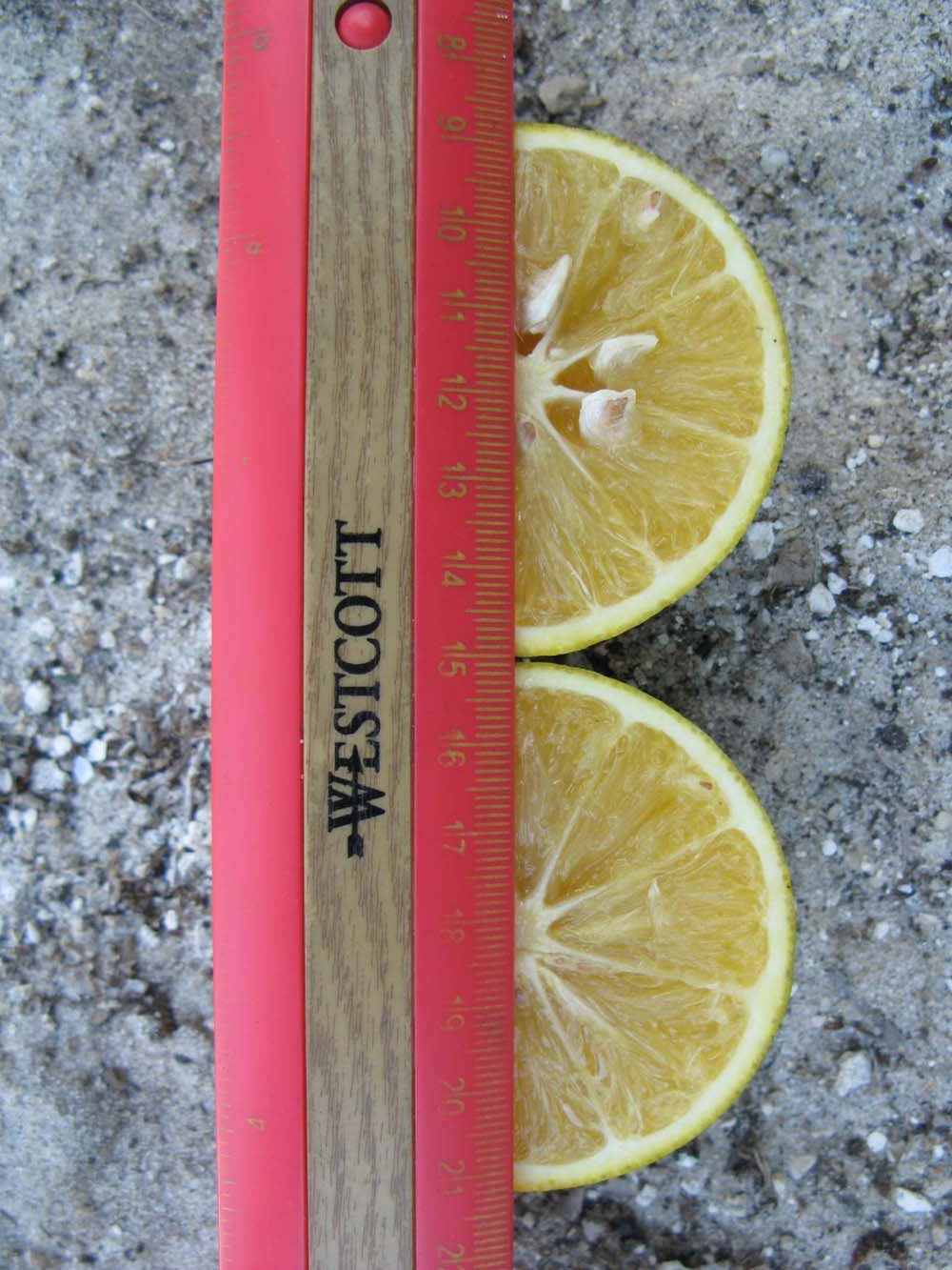              Fruit cross-section (Winter Haven, FL)       